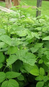 Himbeeren im Garten