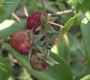 Himbeeren reif und am Reifen