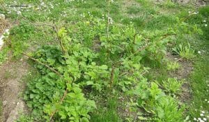 Austrieb Himbeeren im April