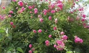 Wildrose mit rosa Blüten