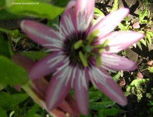 Blüte Passiflora rosa