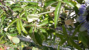 Passiflora caerulea Blüte und Frucht