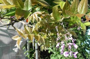 Japanischer Blauregen - Wisteria floribunda