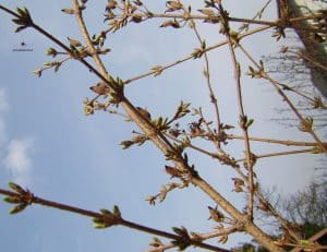 Forsythien Knospen Ende März