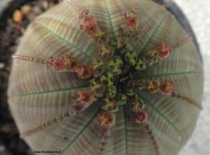 Blüte Euphorbia obesa