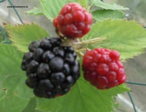 Brombeeren Früchte