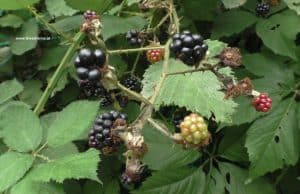 Brombeeren reif und unreif