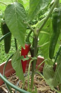 Chili Cayenne Früchte rot und grün