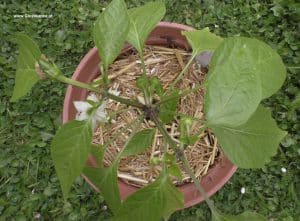 Chili cayenne von oben, Ende April