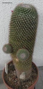 Mammillaria im Mai 2024