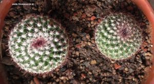 Mammillaria via Ableger vermehren