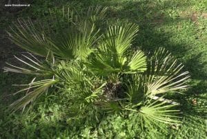 Chamaerops humilis erholt - Oktober 2024