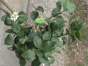 Orange Citrus sinensis Arcobal mit Blüten im März