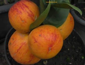 Orange Citrus sinensis Arcobal mit Orangen vor Reife im Oktober