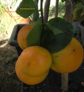 Orange Citrus sinensis Arcobal mit Orangen im September