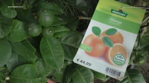 Orange - Citrus sinensis im Juli