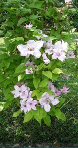 Clematis Blüten weiß-rosa