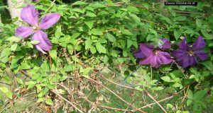 Clematis Blüten am Zaun