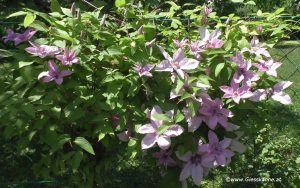 Clematis Blüten im Juni