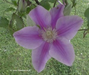 Blüte Clematis Poseidon