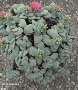 Crassula morgans beauty