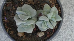 Crassula morgans beauty - Ableger