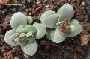 Crassula morgans beauty Ableger