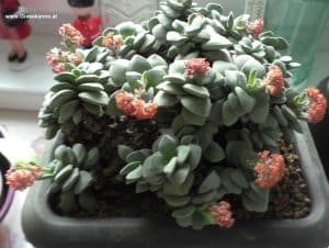 Crassula morgans beauty seitlich