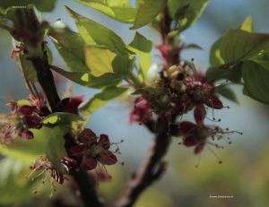 Fruchtansatz bei Marillen im April