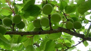 Grüne Marillen am Baum