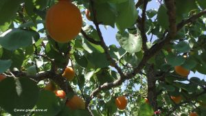 Reife Marillen am Baum im Juli