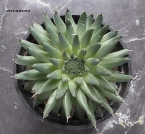 Orostachys spinosa