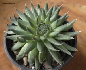 Orostachys spinosa seitlich