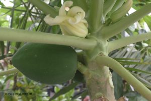 Papaya Frucht und Blüte Anfang August