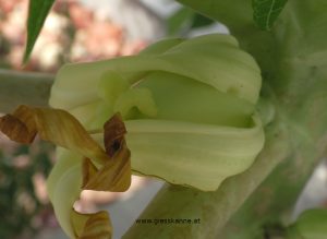 Papaya junge Frucht in Blüte