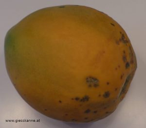 Papaya reif seitlich