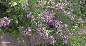 Blüte Salbei mit Holzbiene