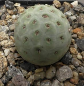 Tephrocactus geometricus