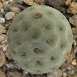 Tephrocactus geometricus nahe